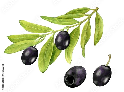 A twig from an olive tree  black olive berries  a set of illustrations painted in watercolor  isolated