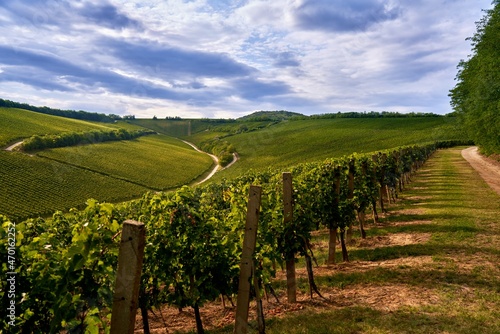Vineyard landscape in Villany, Hungary.