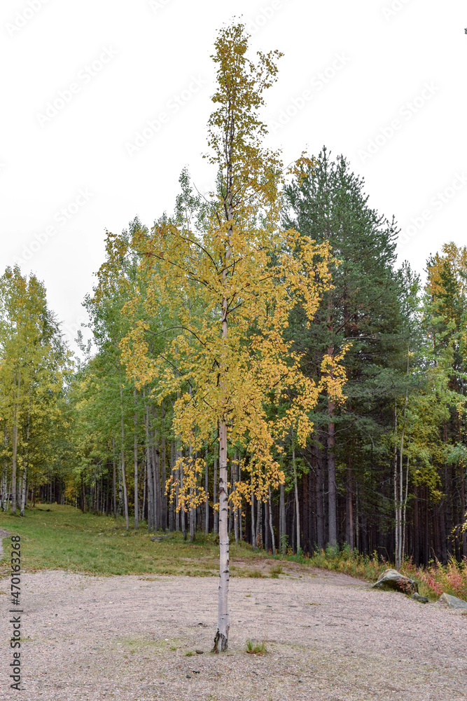 Naklejka premium A lonely young birch grows not far from the forest.