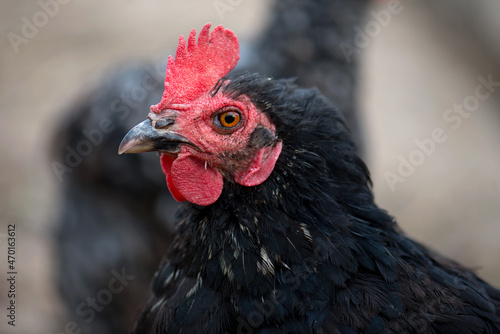 A close-up portrait of a beautiful black chicken with a bright red comb, yellow eyes and a black beak. Home breeding of birds. Breeding of pedigreed birds. Laying hen at home farmstead