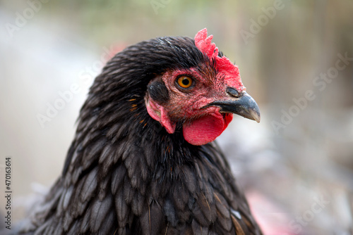 A close-up portrait of a beautiful young black hen with a bright red small comb, yellow eyes and a black beak. Home breeding of birds. Breeding of pedigreed birds. Chicken on the farmstead