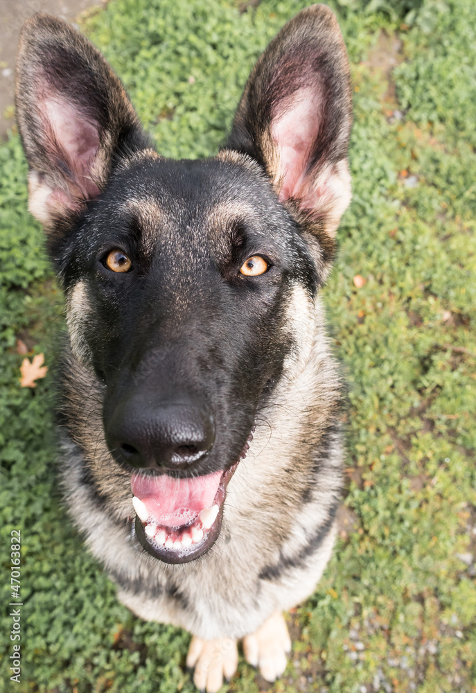 Top View of German Shepherd Dog face with open mouth displaying tongue and teeth. Funny perspective from above. Top View of German Shepherd Dog face with open mouth displaying tongue and teeth. Funny perspective from above.