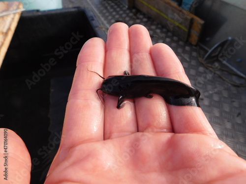 juvenile specimen of silurus glanis  wels, also called sheatfish, is a large species of catfish native to wide areas of central, southern, and eastern Europe photo