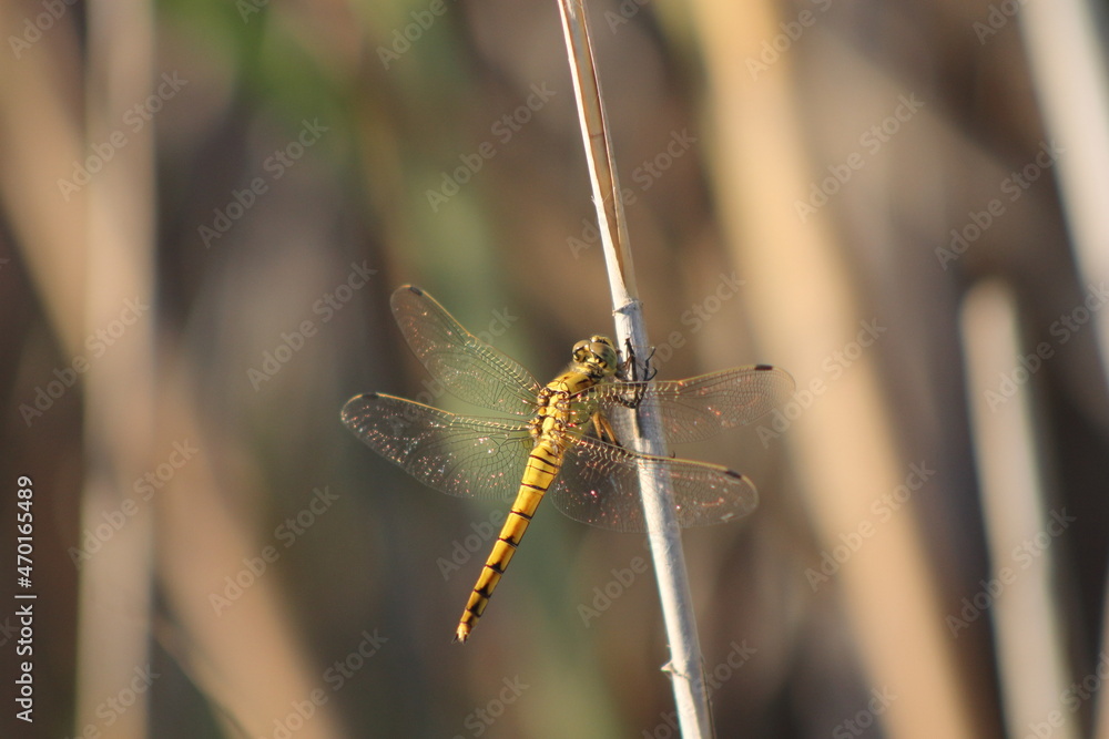 libélula en castellon naturaleza libélula en castellon naturaleza