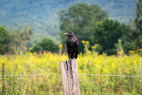 Fotografie American Crow sitting on fence post at Cades Cove Wildlife Refuge in Cades Cove Tennessee
