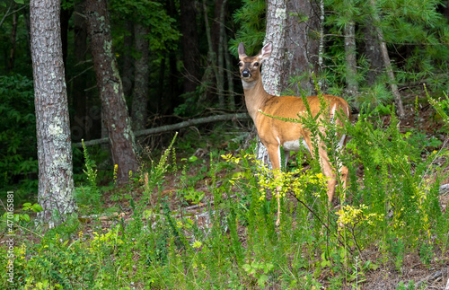 White Tailed Deer in the forest at Cades Cove Wildlife Refuge in Tennessee.