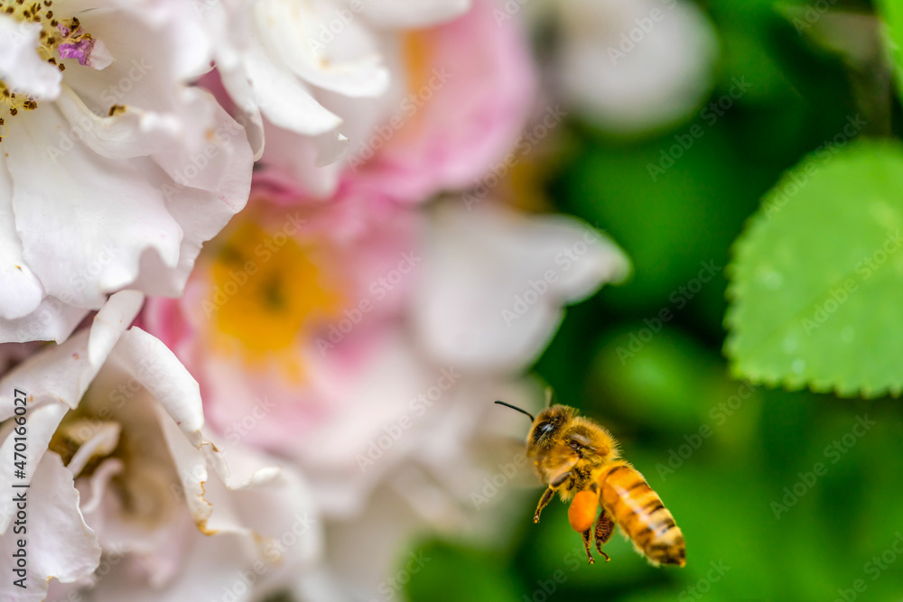 A Chinese bee in search of nectar A Chinese bee in search of nectar