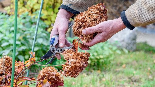 Pruning of dried flowers in the autumn garden. A gardener cuts a perennial hydrangea bush in his garden during the autumn season.
