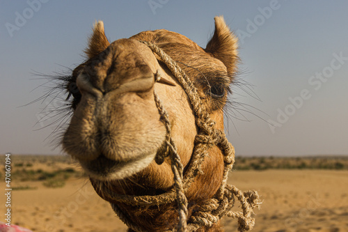 Close up of a camel face in desert in Rajasthan  India