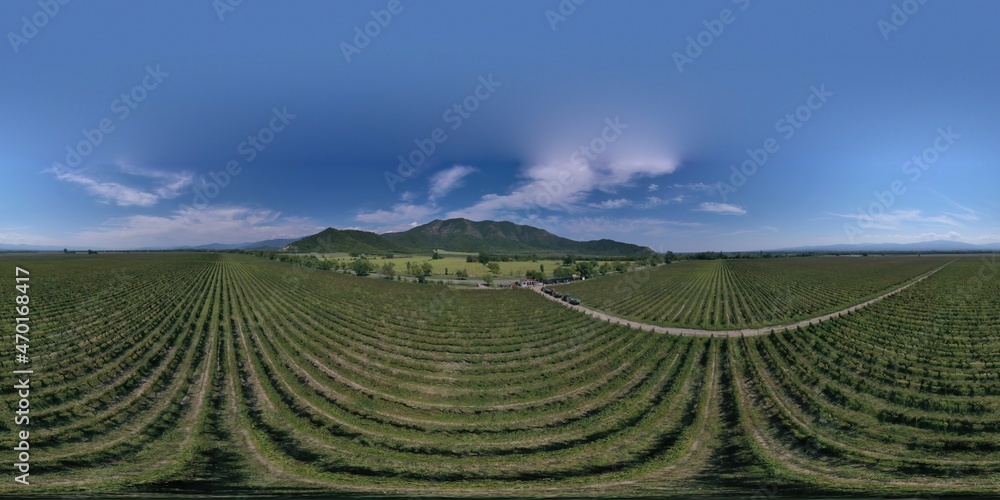 360 panorama of growing grapes