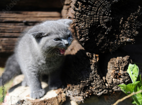 Fotografija small but formidable British cat