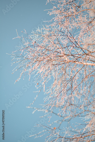 Fototapeta Naklejka Na Ścianę i Meble -  Zimowe niebo w grudniu 