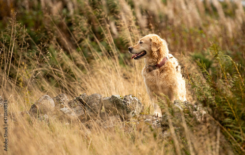 Golden retriever dog in the country standing on an old farm wall
