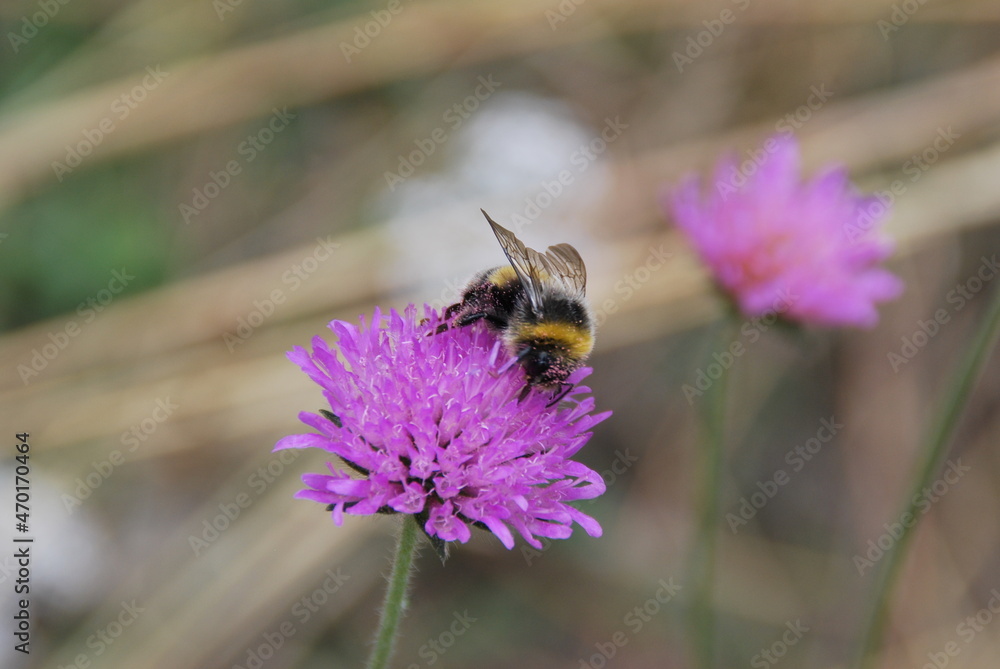 Bourdon butinant une fleur des champs Bourdon butinant une fleur des champs