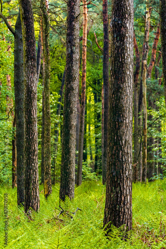 Summertime in the forest with large trees and green plants