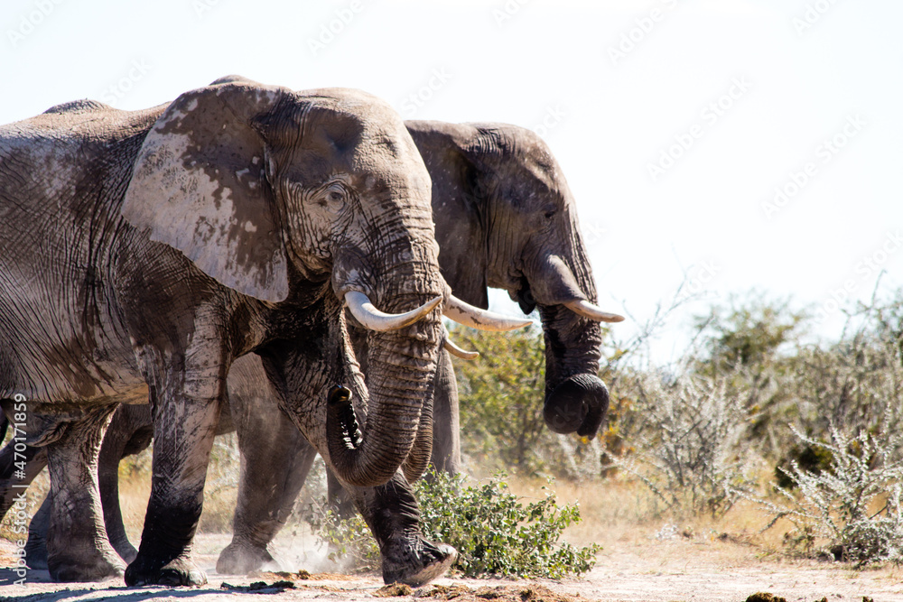 Fototapeta premium Botswana Elephants