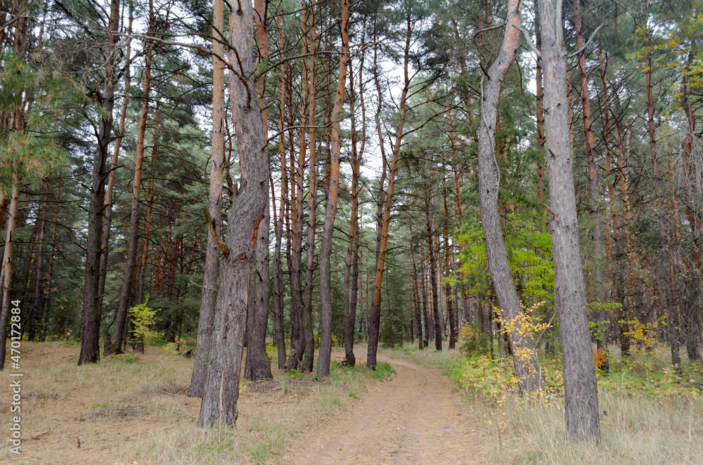 Forest autumn path in the coniferous forest Forest autumn path in the coniferous forest