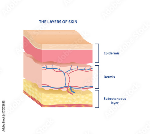 Layers of skin sticker. Epidermis, dermis and subcutaneous tissue. Anatomical structure. Design element for scientific books. Cartoon isometric vector illustration isolated on white background