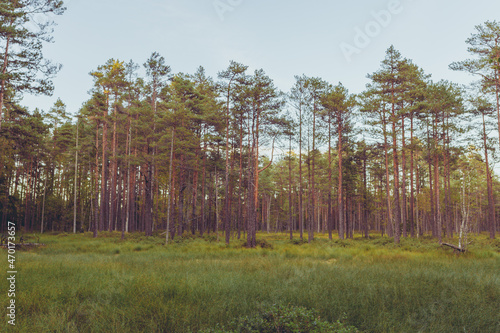 Summer pine forest and the field in the day