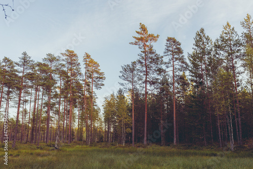 Autumn pine forest in the morning