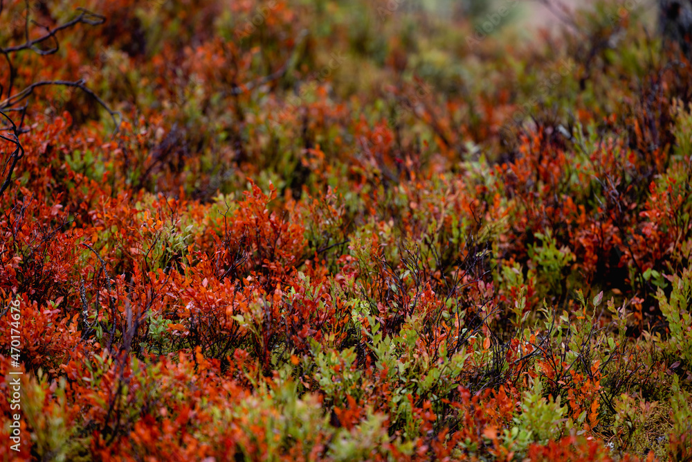 varied beautiful forest vegetation in daylight varied beautiful forest vegetation in daylight