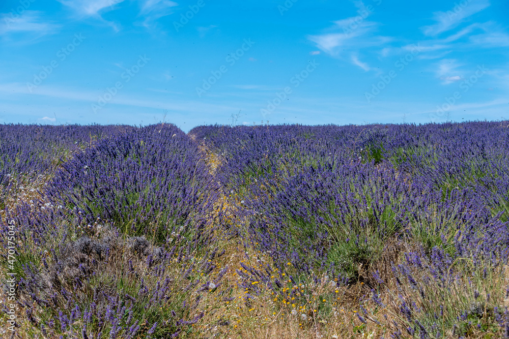 Naklejka premium Côte d’Azur in Frankreich, eine Traumreise für den Sommer. Lavendel Felder, Nizza, Antibes, Cannes, Monaco und die Schlucht von Verdon