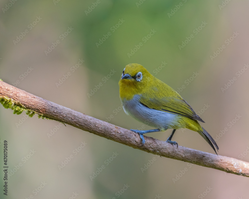 Potrait of the Indian white-eye Potrait of the Indian white-eye