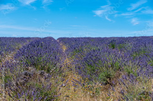 Côte d’Azur in Frankreich, eine Traumreise für den Sommer. Lavendel Felder, Nizza, Antibes, Cannes, Monaco und die Schlucht von Verdon