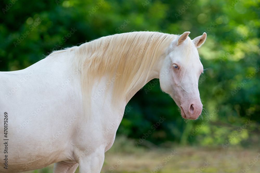 White horse portrait on green background. Cream Welsh pony mare head closeup on nature background outdoors.