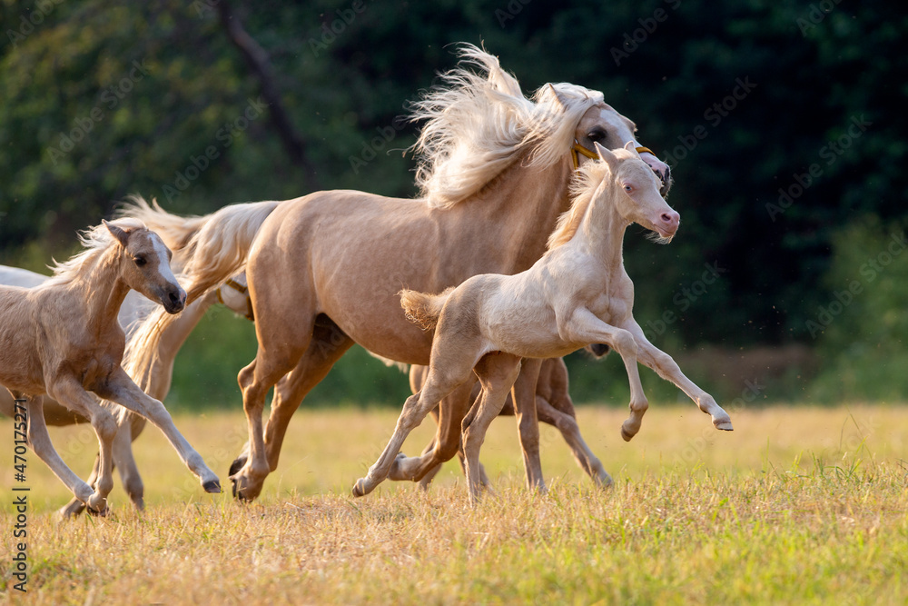 Fototapeta premium Herd of yellow mares and foals galloping fast in pasture outdoors. Group of Welsh ponies running on summer background.