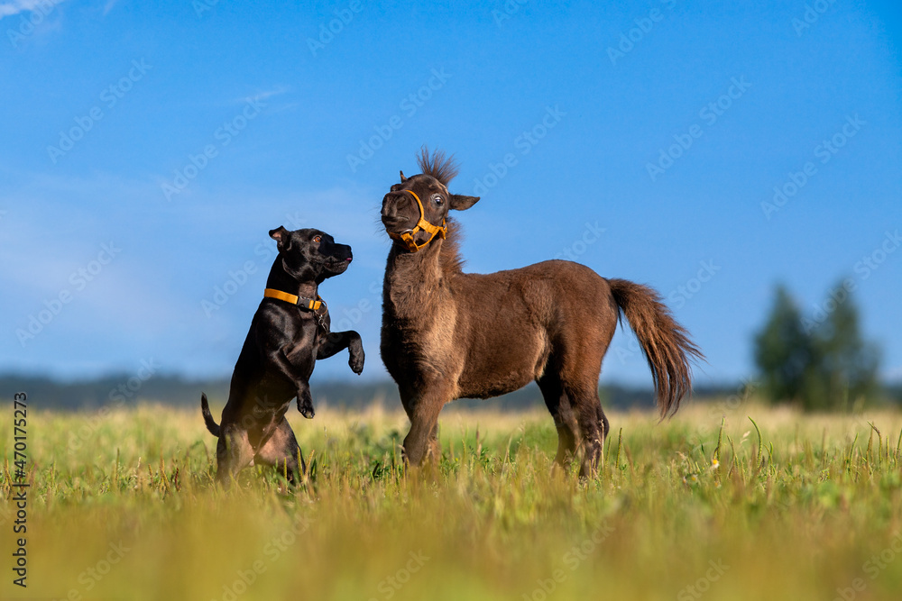 Black dog and brown foal playing outdoors on summer background. American staffordshire terrier with Shetland pony foal get fun in field. Black dog and brown foal playing outdoors on summer background. American staffordshire terrier with Shetland pony foal get fun in field.