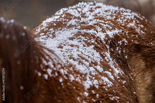 Back of brown horse closeup with snowflakes. Part of Shetland pony covered of hailstorm outdoors.