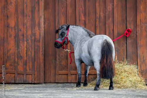 A tethered pony stands near the horse stable outdoors. Shetland pony mare in red bridle posing against a wooden wall.