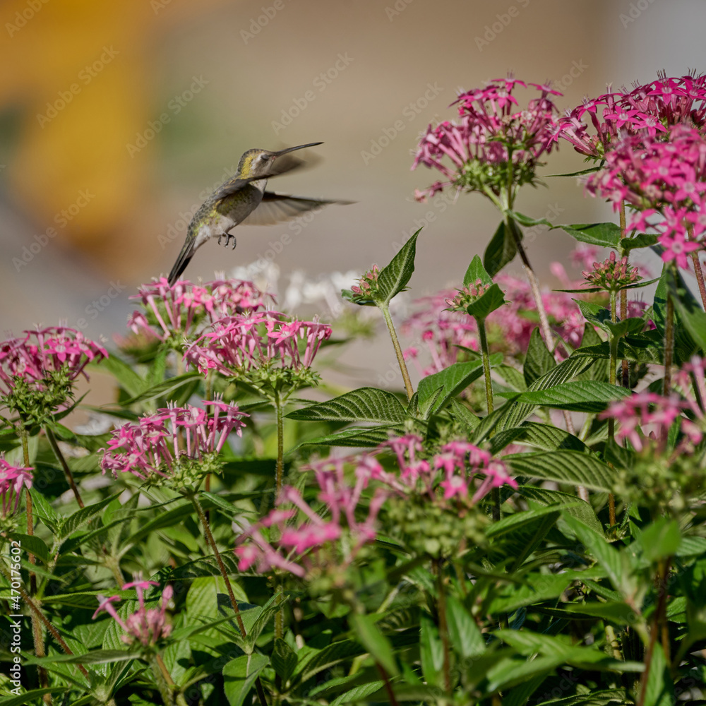 Fototapeta premium Hummingbird flying among some bushes feeding on violet flowers caught frozen in mid-air