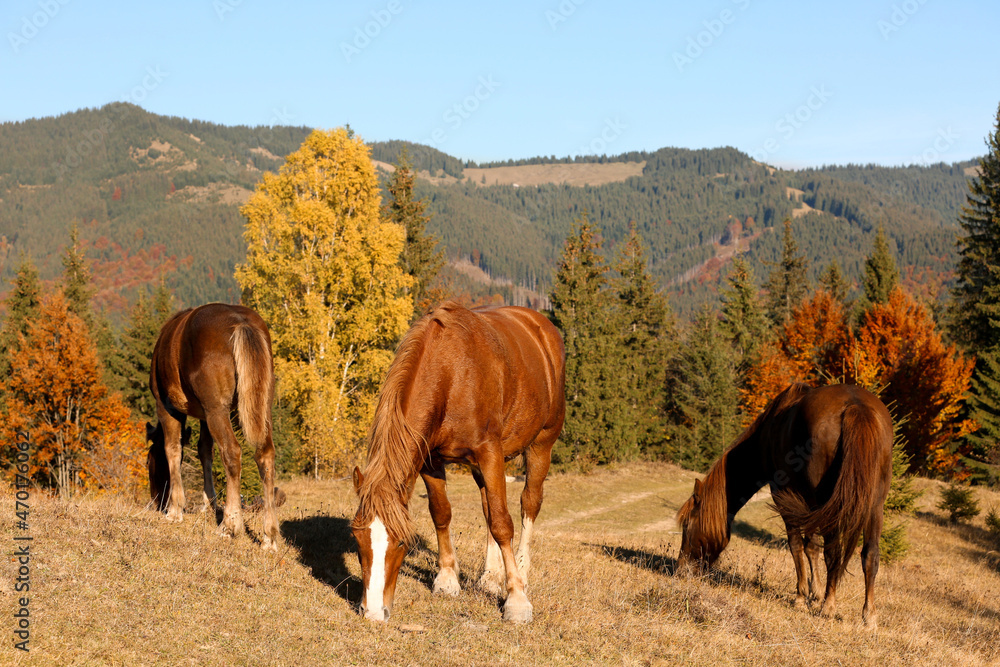 Obraz premium Beautiful horses grazing in mountains on sunny day