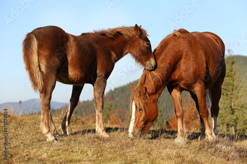 Beautiful horses grazing in mountains on sunny day © New Africa