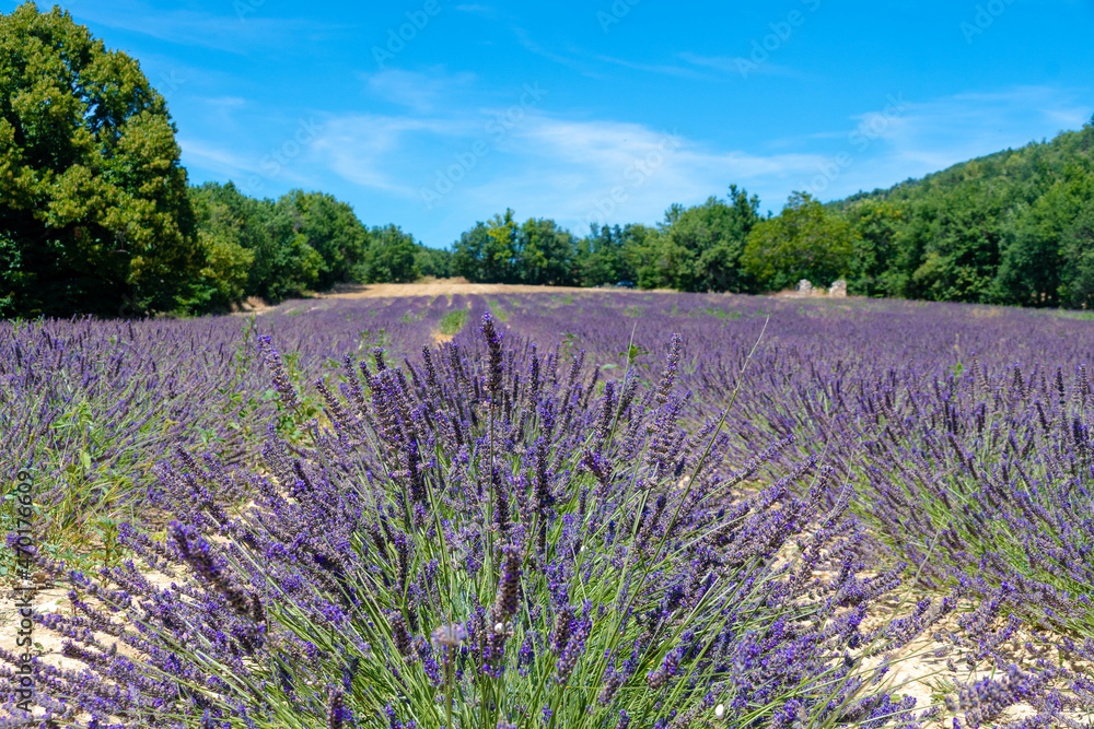 Obraz premium Côte d’Azur in Frankreich, eine Traumreise für den Sommer. Lavendel Felder, Nizza, Antibes, Cannes, Monaco und die Schlucht von Verdon