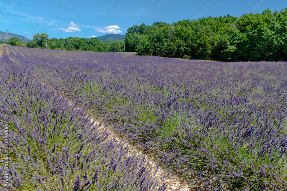Fototapeta premium Côte d’Azur in Frankreich, eine Traumreise für den Sommer. Lavendel Felder, Nizza, Antibes, Cannes, Monaco und die Schlucht von Verdon