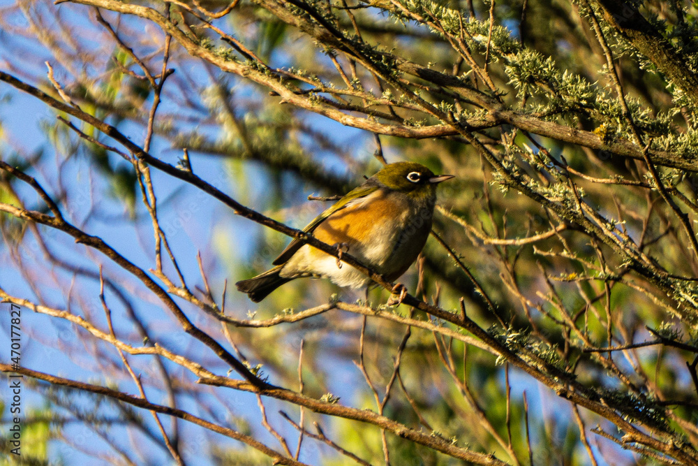 Silvereye Bird perched