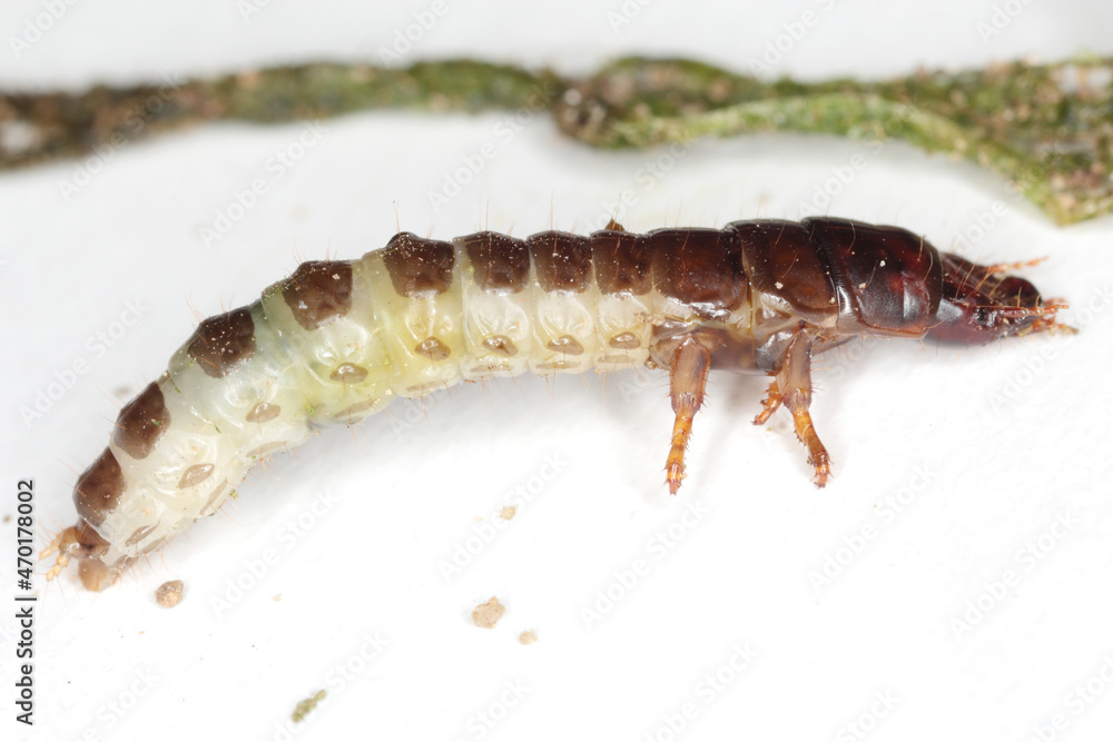 Larva and damaged cereal plant by corn ground beetle (Zabrus tenebrioides) is a species of black ground beetle (Carabidae). A pest in soil Larva and damaged cereal plant by corn ground beetle (Zabrus tenebrioides) is a species of black ground beetle (Carabidae). A pest in soil