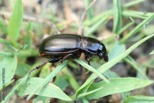 Beetle of Zabrus tenebrioides a species of black ground beetle (Carabidae). It is a pest of cereals. photo