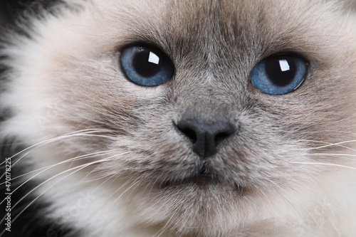 Birman cat with beautiful blue eyes on dark background, closeup