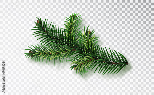 Fir tree branch isolated on on transparent background. Christmas fir