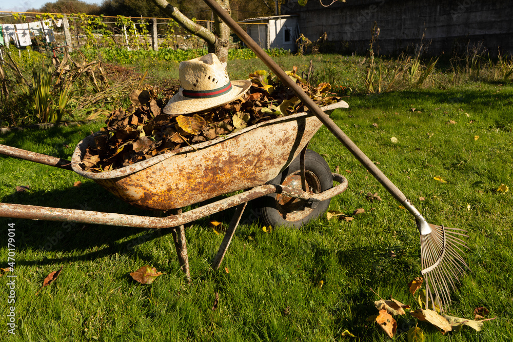 Fototapeta premium wheelbarrow full of dried leaves