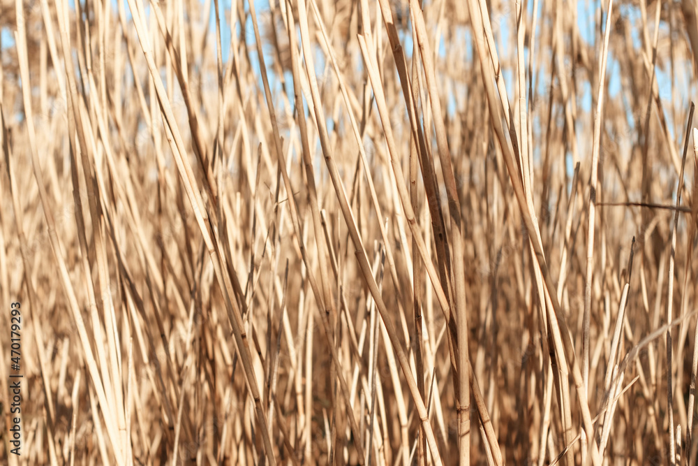 Fototapeta premium Dry reed outdoor in light pastel colors, reed layer, reed seeds. Beige reed grass, pampas grass. Abstract natural background. Beautiful pattern with neutral colors. Minimal, stylish, trend