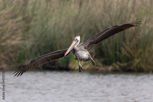 Greenery of pond reeds in background as large and magnificent California Brown Pelican has big wings spread while soaring over the lagoon water surface