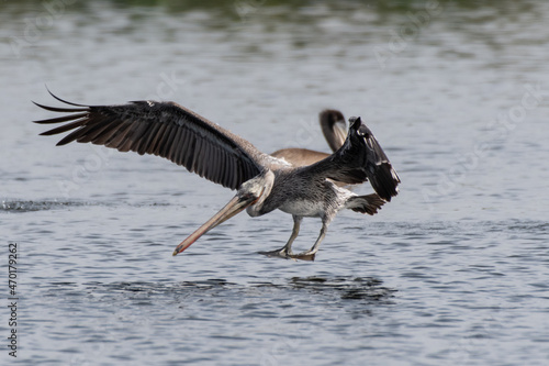 Large and magnificent California Brown Pelican has big bill extended as he prepares to dive down and plunge into the pond water surface photo