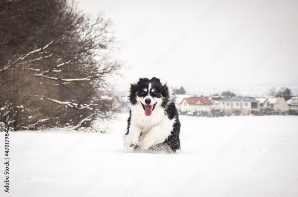 Tricolor border collie is running on the field in the snow. He is so fluffy dog.