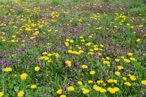 Spring field with the blooming yellow dandelions on background of green. Purple colour wild flowers (lamium purpureum) in rural area in spring.
