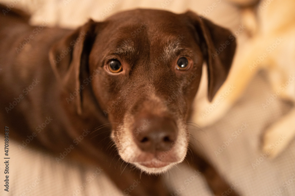 Portrait of a dog begging for more